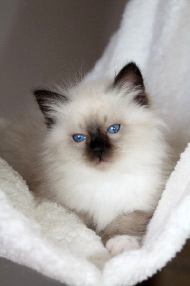 CHATON SEAL