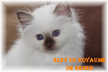 elfy2