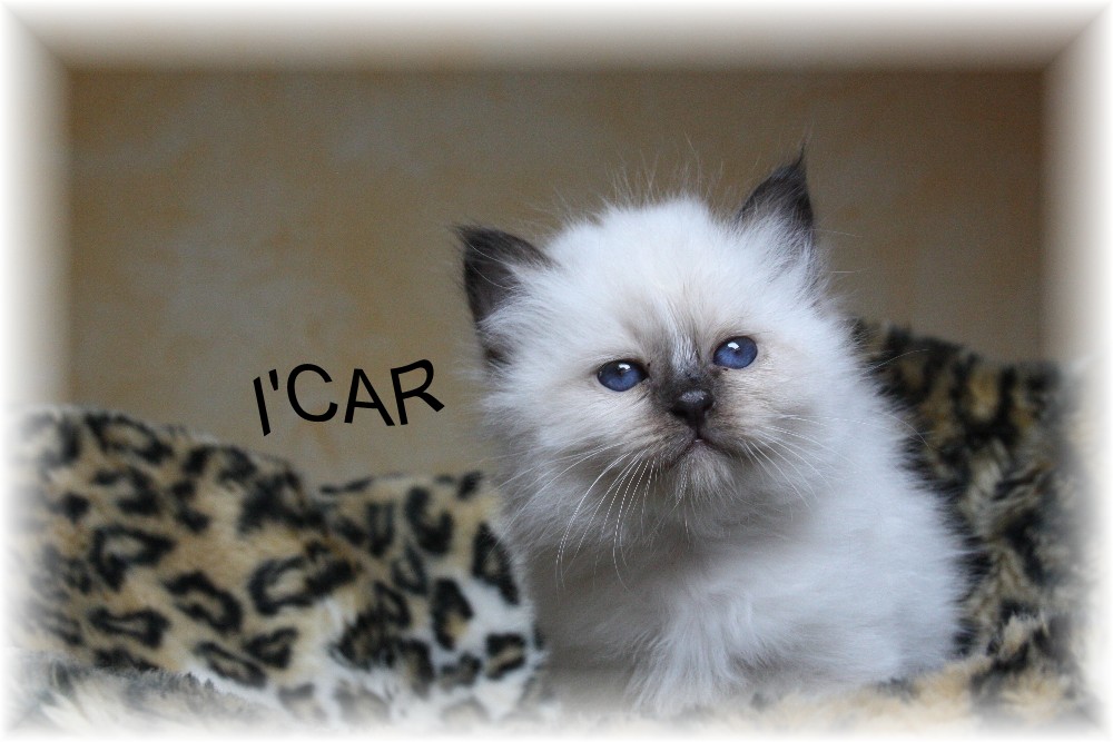 icar male seal