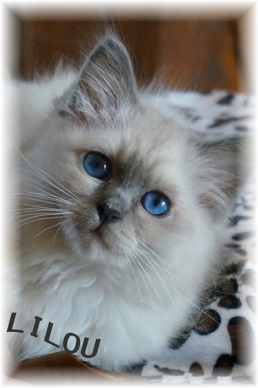 chaton bleu